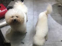 -帕帕拉兹宠物(亚洲旗舰店)