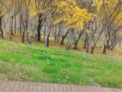 -千年银杏谷文化旅游区