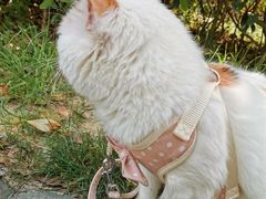 -爱妮康宠物医院·干细胞免疫细胞·肿瘤·心脏(张江店)