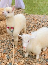 -花漾摄影优选工作室(东莞原创作品店)