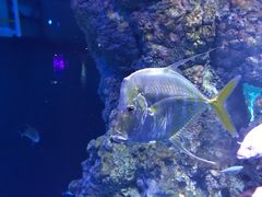 -新加坡海洋生态馆