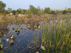 -羊亭河湿地公园