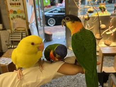 -吾叁·吉趣鸟咖(万科店)