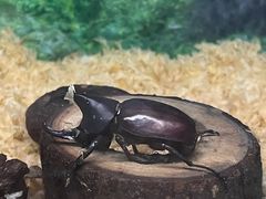 -上海大自然野生昆虫馆(东方明珠·爬宠昆虫探索中心)