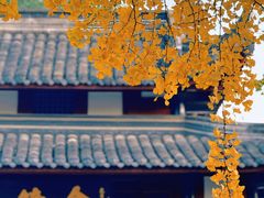 -蓉府金足印象(草市街店)