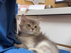 -瑞派康怡24h宠物医院·犬猫医疗中心·微创绝育(瑞景分院)