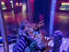 -太平洋海底世界