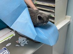 -纳吉亚猫专科动物诊疗中心(蒋宅口分院)