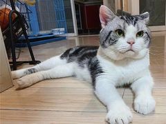 -东方名猫馆·英短金渐层布偶猫舍(环线广场1号楼店)