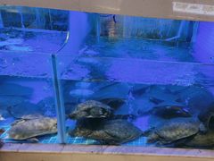 -王捌小院(红花坡店)