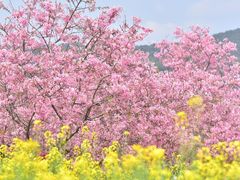 -天适樱花悠乐园