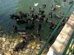 -长白岛森林公园