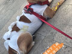 -北京观赏动物医院·24小时大型综合·猫专科·异宠专科