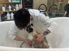 -momokira米努特·德文卷毛猫·棉花面纱犬