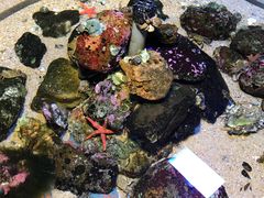 -西海国立公园九十九岛水族馆