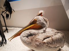 -贝林大翅鲸简餐厅(国家海洋博物馆店)