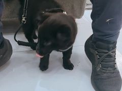 -派特宠物医院(圆融广场店)