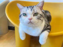 -有喵·猫咖·狗咖·40+猫狗有小奶狗(岗厦店)