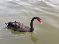 -五缘湾湿地公园