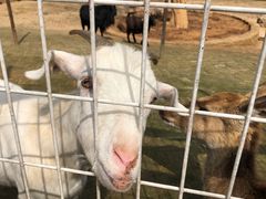 -武汉紫薇都市田园