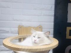 -momokira米努特·德文卷毛猫·棉花面纱犬