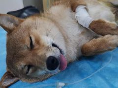 -安安宠物医院(情缘分院)