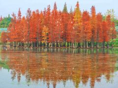 -白鹭湾湿地公园