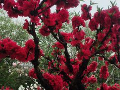 -南汇桃花村