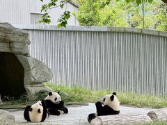 -卧龙中华大熊猫苑神树坪基地