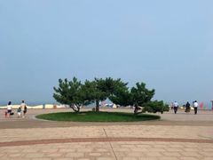 -渡海小渔村.老辈日照菜