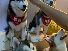 -Husky Go! 哈士奇体验馆·宠物咖啡厅狗咖