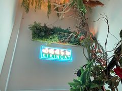-70cat德文卷毛猫·缅因猫纯种猫舍