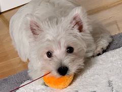 -翊宠yipet猫狗购宠庄园犬舍•猫舍