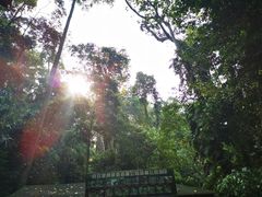 -西双版纳原始森林公园