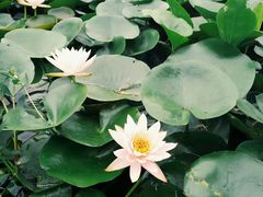 -艾溪湖湿地公园