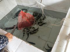 -金台阶鱼馆(于桥水库店)