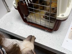 -纳吉亚猫专科动物诊疗中心(蒋宅口分院)