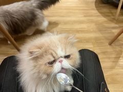 -滚猫咖啡·猫咖·猫友好撸猫(未来城店)