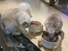 -momokira米努特·德文卷毛猫·棉花面纱犬
