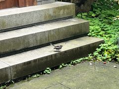 -灵顺寺