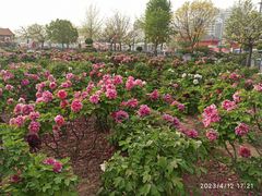 -曹州百花园