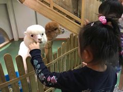 -藦茜花园宠物主题亲子互动体验馆(国顺东路店)