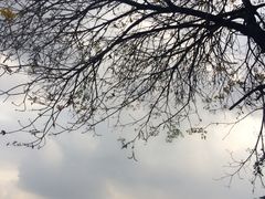 -松山湖梦幻百花洲