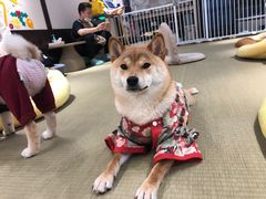 -逗柴咖啡屋·狗咖猫咖宠物桌游