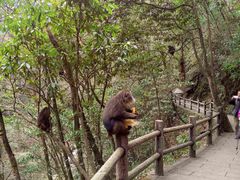 -西岭雪山大飞水景区