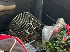 -中环花鸟鱼虫市场