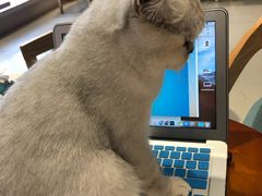 -藏猫猫咖啡主题馆(中央大道店)