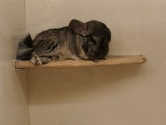 -龙猫仔乐园(惠福东路店)