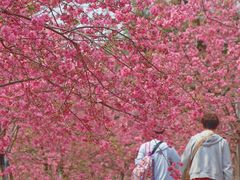 -天适樱花悠乐园