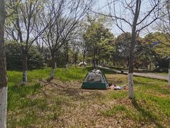 -西京湾花海